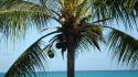 Turks and caicos islands coconut palm trees wallpaper
