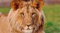 African slovakia animals lions wallpaper