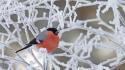Animals birds branches bullfinch frozen wallpaper