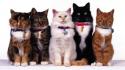 Animals cats kittens pets white background wallpaper