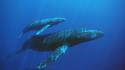 Animals sealife underwater whales wallpaper