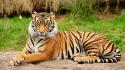 Animals tigers wildlife wallpaper