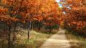 Autumn forests trees wallpaper