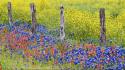 Bluebonnet texas fences flowers multicolor wallpaper