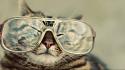 Cats glasses hipster wallpaper