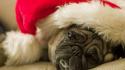 Christmas hat animals dogs pugs wallpaper