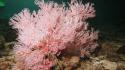 Coral reef sea underwater wallpaper