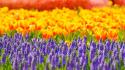 Depth of field flowers hyacinths multicolor tulips wallpaper