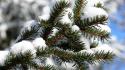 Depth of field frost landscapes macro nature wallpaper