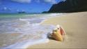 Hawaii oahu beaches seashells wallpaper