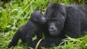 National park uganda animals baby gorillas wallpaper