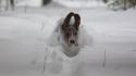 Animals basset hound dogs snow wallpaper