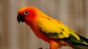 Animals birds conures parrots sun conure wallpaper