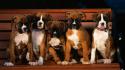 Animals boxer dog dogs puppies wallpaper