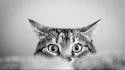 Animals cat eyes cats greyscale wallpaper