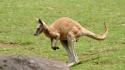 Animals kangaroos nature wallpaper
