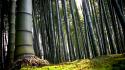Bamboo forests jungle nature wallpaper