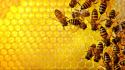 Bees honeycomb wallpaper