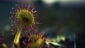 Carnivorous plant dew exotic flowers nature wallpaper