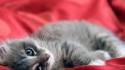 Cats kittens red background wallpaper