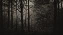 Dark grayscale night trees wallpaper