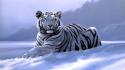 Siberian tiger animals snow wallpaper