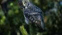 Wyoming birds grey nature owls wallpaper