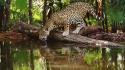 African jaguars lakes palm leaves reflections wallpaper