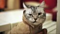 Angry animals cats kittens mad wallpaper