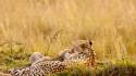 Animals baby cheetahs wallpaper