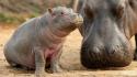 Animals baby hippopotamus wallpaper