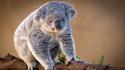 Animals bears gray koalas nature wallpaper