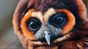 Animals birds nature orange owls wallpaper