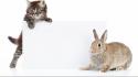 Animals cats rabbits white background wallpaper