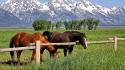 Animals eating fences grass horses wallpaper
