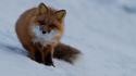 Animals foxes wildlife wallpaper