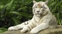 Animals jungle tigers versus white tiger wallpaper