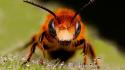 Bees closeup focused insects macro wallpaper
