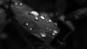 Black and white leaves nature water drops wallpaper