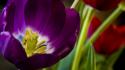 Closeup flowers purple tulips wallpaper