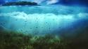 Fish islands seaweed splitview underwater wallpaper