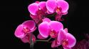 Flora flowers orchidea orchids wallpaper