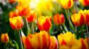 Flowers nature sunlight tulips wallpaper
