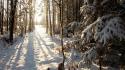 Forests snow trail trees wallpaper