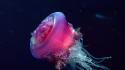 Medusa jellyfish nature pink wallpaper