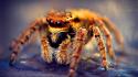 Omg horror spiders tarantula wallpaper