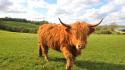 Scotland animals cows fields grass wallpaper