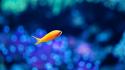 Seattle aquarium bokeh fish underwater wallpaper