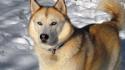 Siberian husky tv shows animals dogs huskies wallpaper