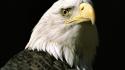 Alaska bald eagles birds nature wallpaper